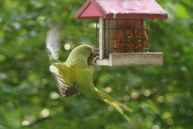 slideshow image