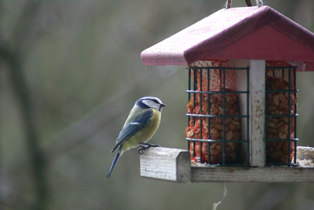 slideshow image