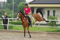 stal smit wedstrijden 2008
