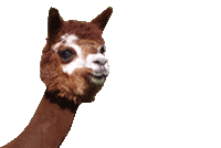 lama