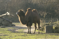 Blijdorp-Zoo 2009